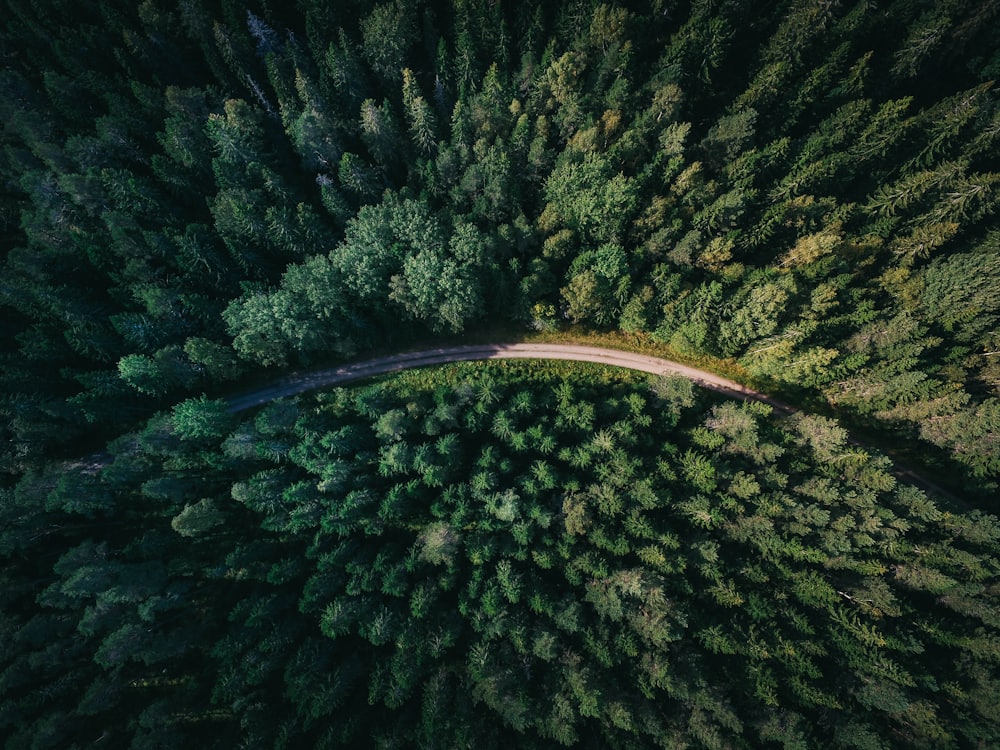 Aerial view of a forest with a winding road